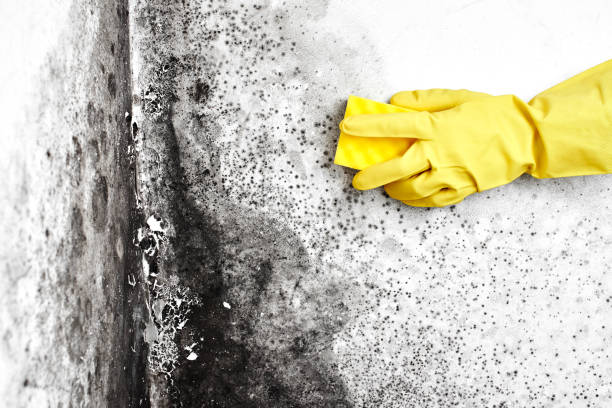 Why You Should Choose Our Mold Remediation Services in Oologah, OK